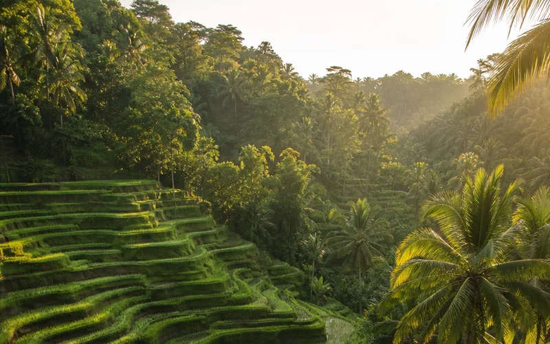best time to fly to Bali rice paddies Ubud aerial view.