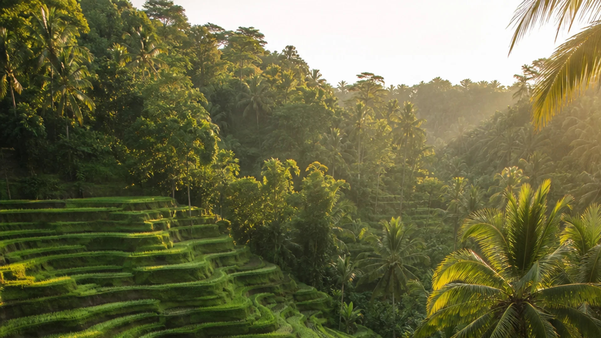 best time to fly to Bali rice paddies Ubud aerial view.