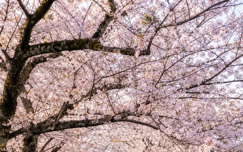Cherry blossoms along the Path of Philosophy in Kyoto during spring.