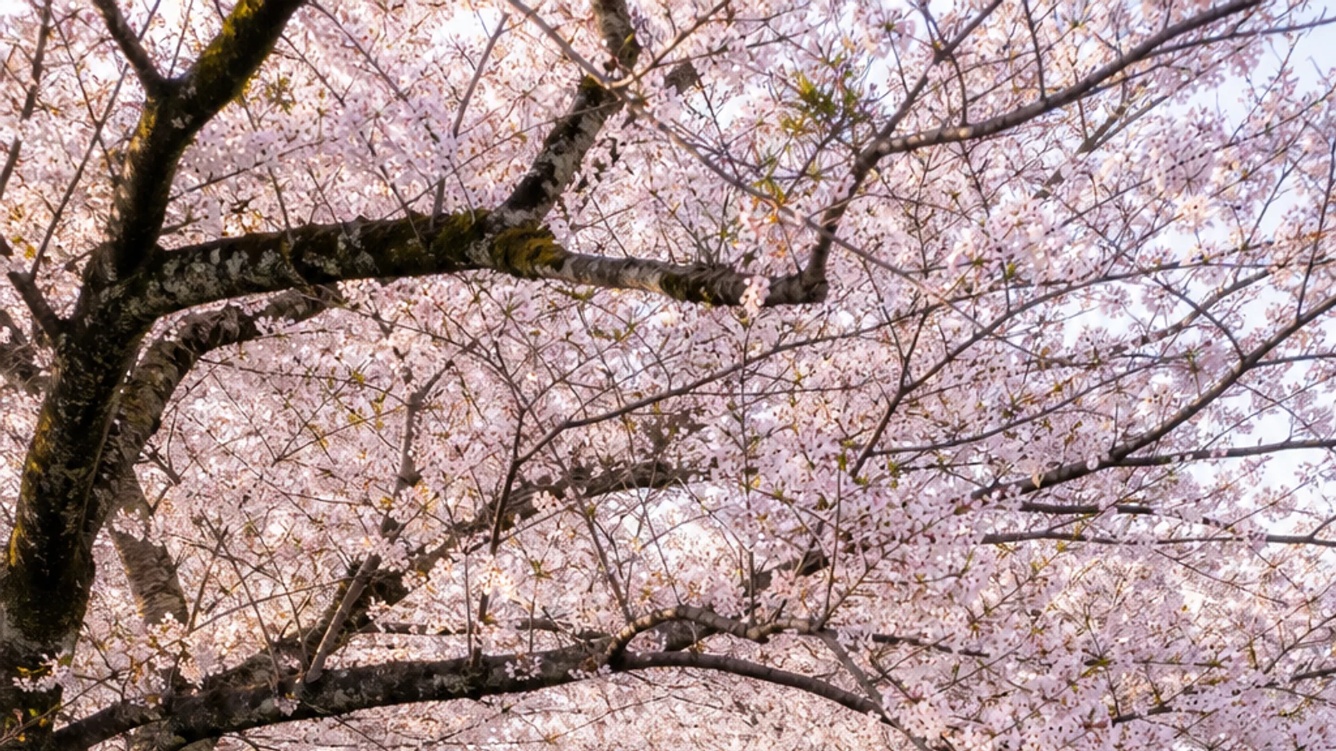 Cherry blossoms along the Path of Philosophy in Kyoto during spring.