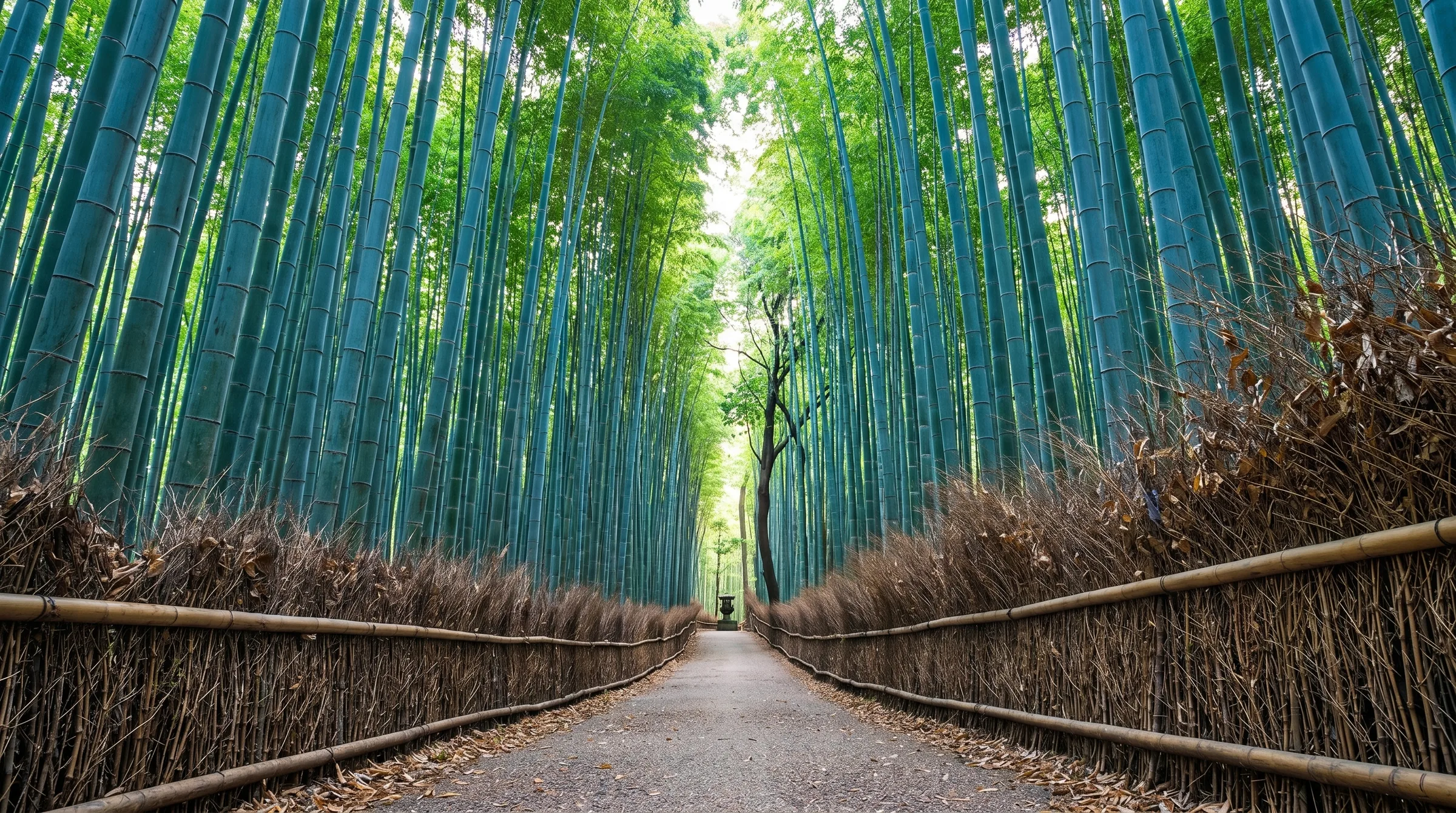 The path through Arashiyama bamboo grove in Kyoto, towering green bamboo stalks lining a narrow stone walkway